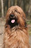 BRIARD 221